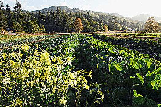 野花,吸引,害虫,有机,花园