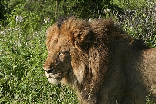 雄性,狮子,肯尼亚