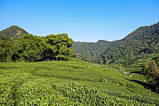 杭州梅家坞茶山