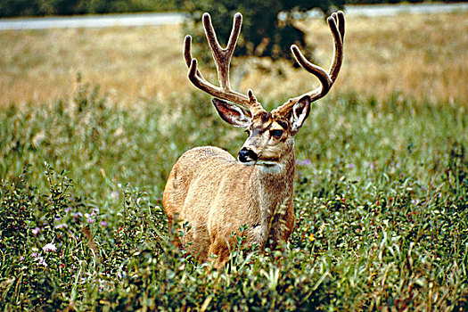 加拿大,瓦特顿湖国家公园,放牧,长耳鹿,公鹿,鹿角,大幅,尺寸