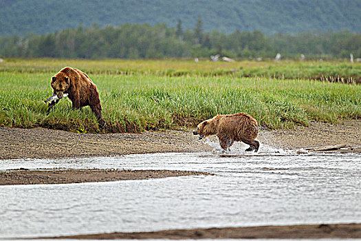 棕熊,三文鱼,湾,卡特麦国家公园,阿拉斯加,美国