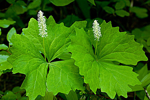 香草,叶子,花,瀑布山,俄勒冈,美国