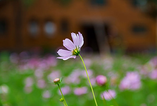 花卉雕塑