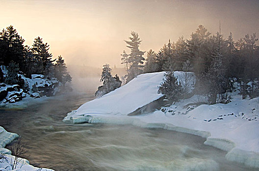 树,剪影,上升,雾气,靠近,急流,河,日出,安大略省,加拿大