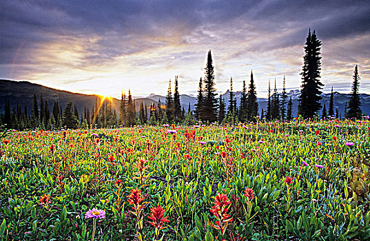 壮观,野花,草地,塞尔扣克山,不列颠哥伦比亚省,加拿大