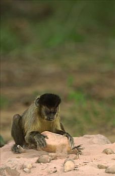 褐色,棕色卷尾猴,举起,重,石头,裂缝,栖息地,巴西