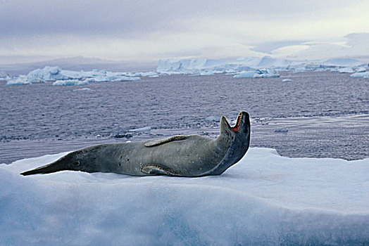 南极,靠近,布朗布拉夫,海豹,浮冰,哈欠