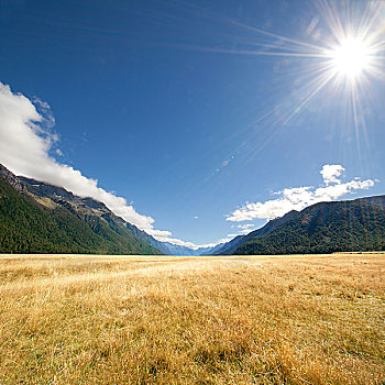 草坪,新西兰