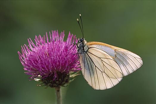 蝴蝶,瑞士