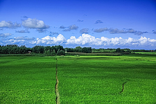 镜泊湖乡村农田