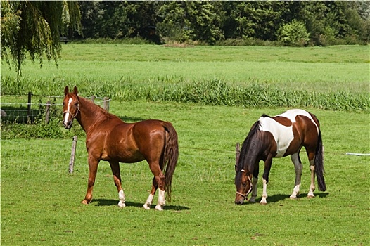 草地,两个,马