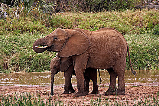 非洲象,站立,靠近,河,公园,肯尼亚