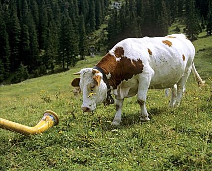 母牛,看,阿尔卑斯山号,阿尔卑斯长号,高山牧场,加米施帕藤基兴,上巴伐利亚,巴伐利亚,德国