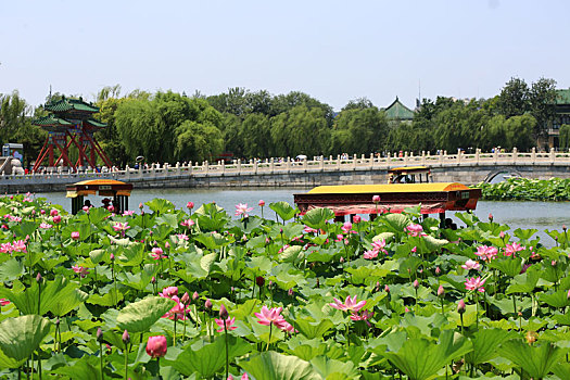 北海,荷花