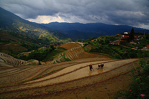 龙胜梯田