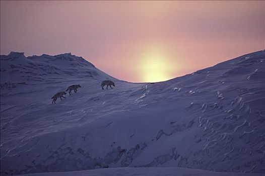 北极狼,狼,群,冰山,日落,艾利斯摩尔岛,加拿大