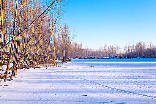 中国冬季白色的雪覆盖着的树林