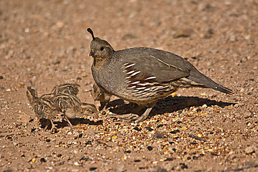 雌性,鹌鹑,幼禽,萨瓜罗国家公园,亚利桑那,美国