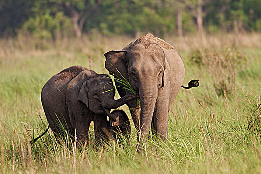 印度,亚洲象,家庭,大草原,国家公园