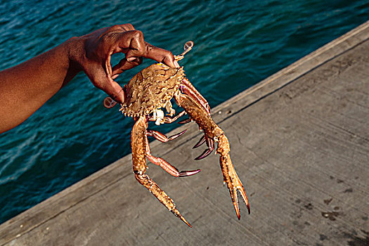 加勒比,安圭拉,渔民,拿着,蟹肉