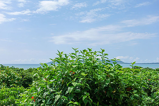 石垣岛,冲绳,日本