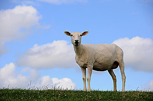 绵羊,北方,石荷州,德国,欧洲