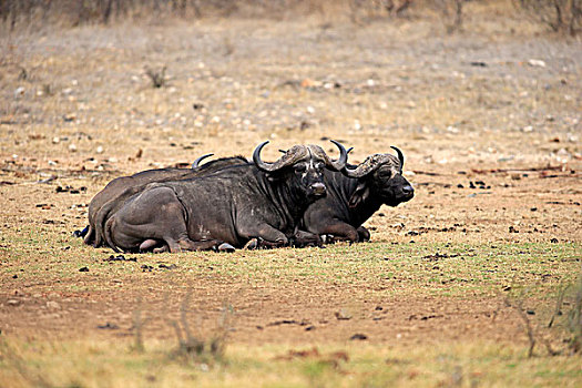 非洲水牛,南非水牛,一对,休息,克鲁格国家公园,南非,非洲