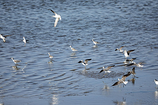 山东省日照市,入海口水鸟起舞,两城河国家湿地公园成鸟儿乐园