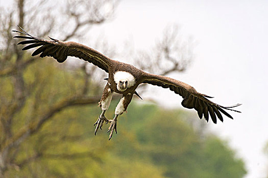 粗毛秃鹫,兀鹫,降落,靠近,动物园,山谷,北方,黑森州,德国,欧洲
