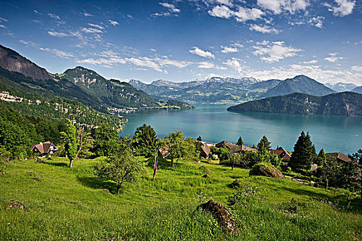 风景,泰里,南,韦吉斯,琉森湖,瑞士,欧洲