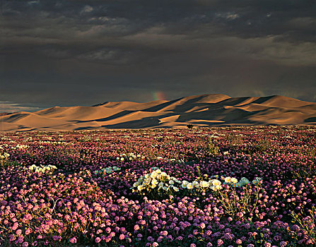 美国,加利福尼亚,沙丘,彩虹,高处,沙子,马鞭草属植物,野花,月见草,月见草属,大幅,尺寸