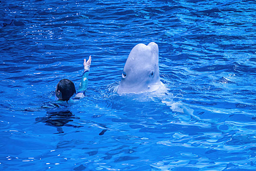 四川成都极地海洋公园里正在表演节目的白鲸