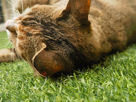 校园的猫撒泼打滚让人欢喜