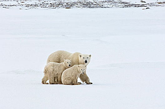 北极熊,群,成年