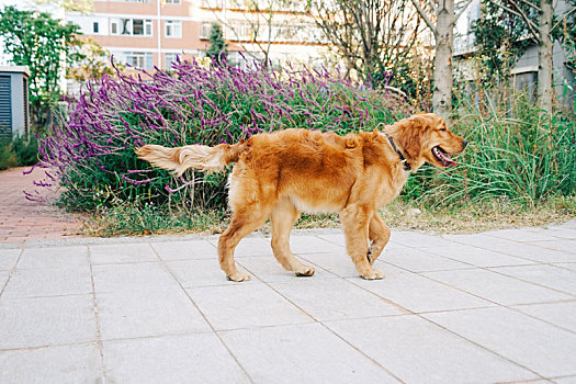 金毛猎犬