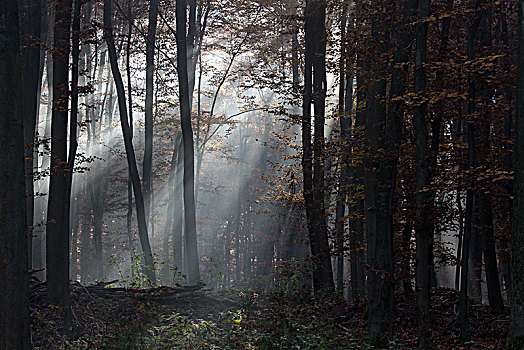 秋日树林,早晨,雾气