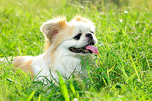 京巴犬