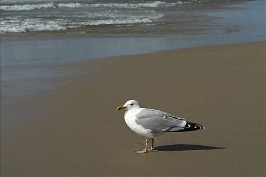 银鸥,海滩,德国