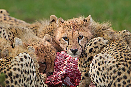 印度豹,猎豹,一半,幼兽,喂食,马赛马拉国家保护区,肯尼亚,非洲