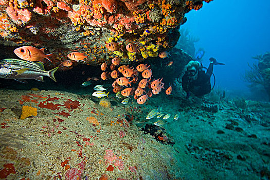 潜水,靠近,悬垂,鳂,羊鱼,维京果岛,岛屿,英属维京群岛,加勒比