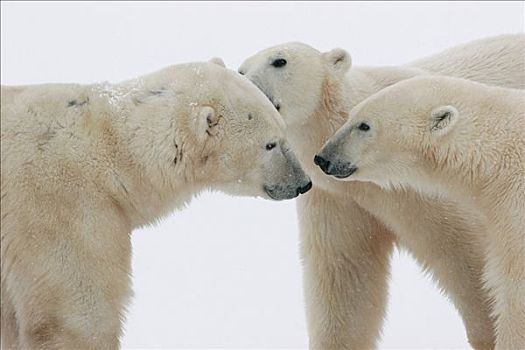 北极熊,会面,丘吉尔市,曼尼托巴,加拿大