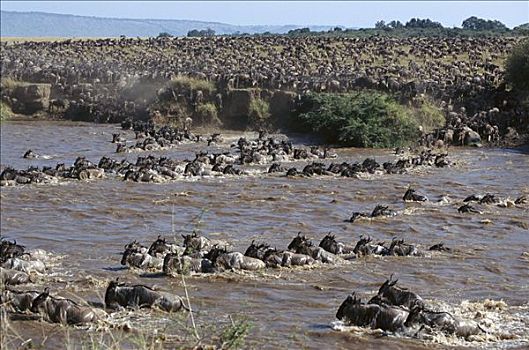 蓝角马,角马,牧群,迁徙,马拉河,马赛马拉国家公园,肯尼亚