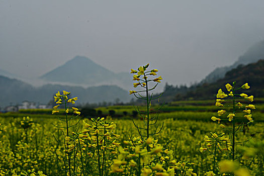 江南雾里乡村