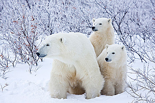 北极熊,雌性,两个,幼兽,丘吉尔市,野生动物,管理,区域
