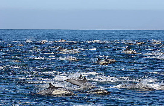 普通,海豚,大,水面急行,科特兹海,墨西哥