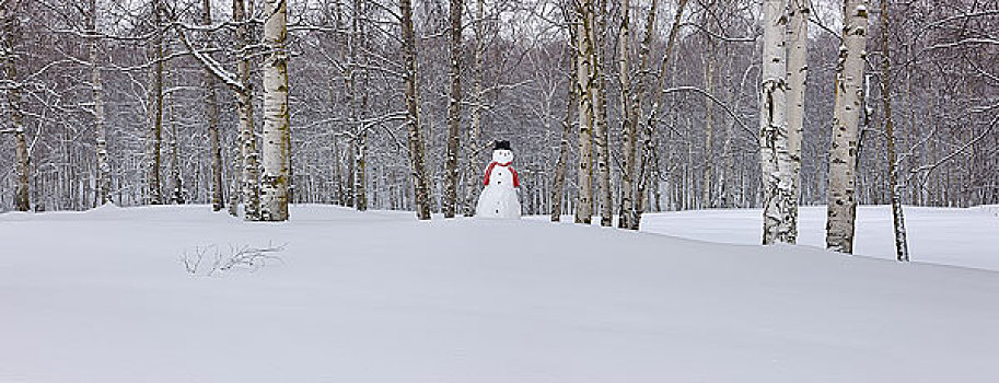 雪人,戴着,围巾,黑色上衣,帽子,站立,积雪,桦树,树林,俄罗斯,春天,公园,阿拉斯加,冬天