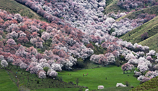 梨花山谷