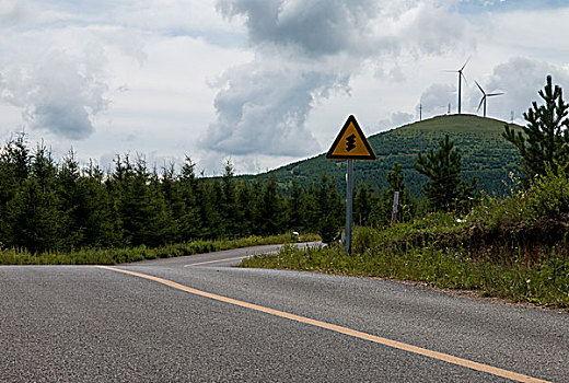 道路,林间柏油路