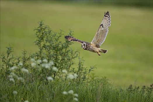 短耳鸮,飞跃,领土,芬兰,欧洲