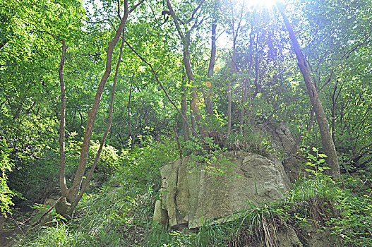 西安5a景区的鄠邑太平国家森林公园